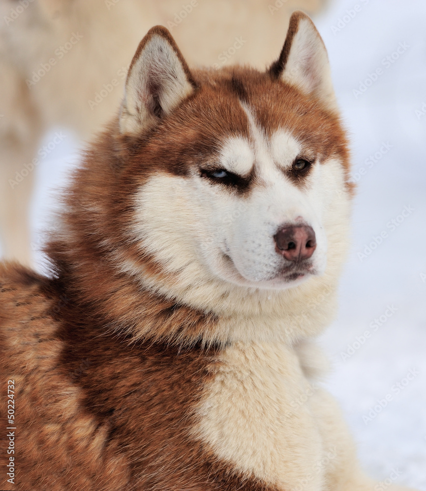 Siberian husky dog