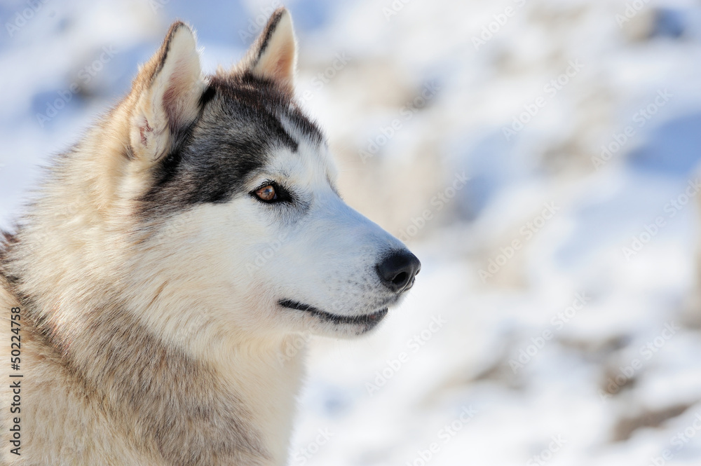 Siberian husky dog