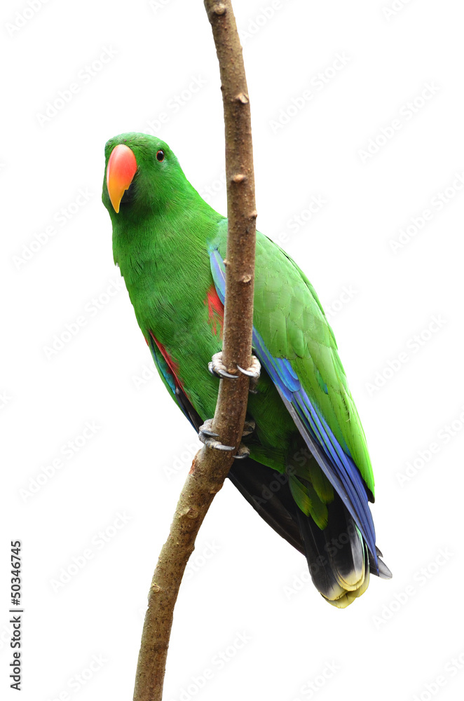 Male Eclectus Parrot