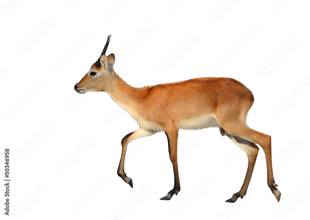 red lechwe