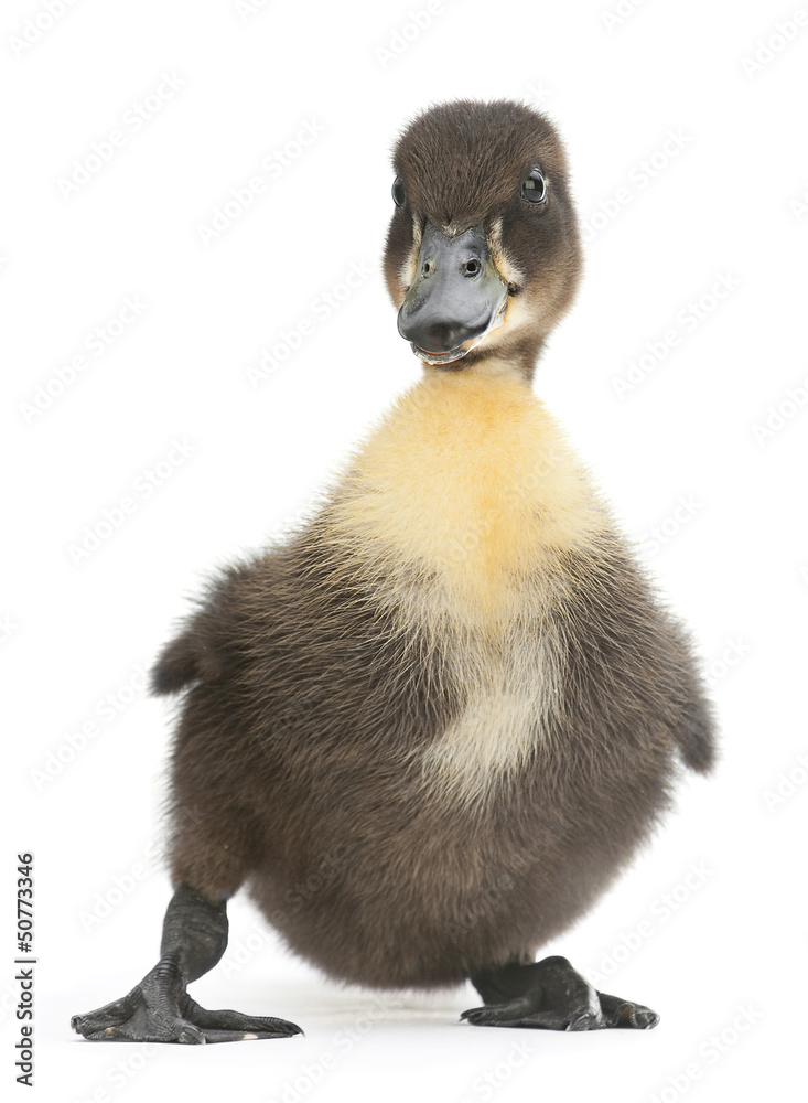 Black duck