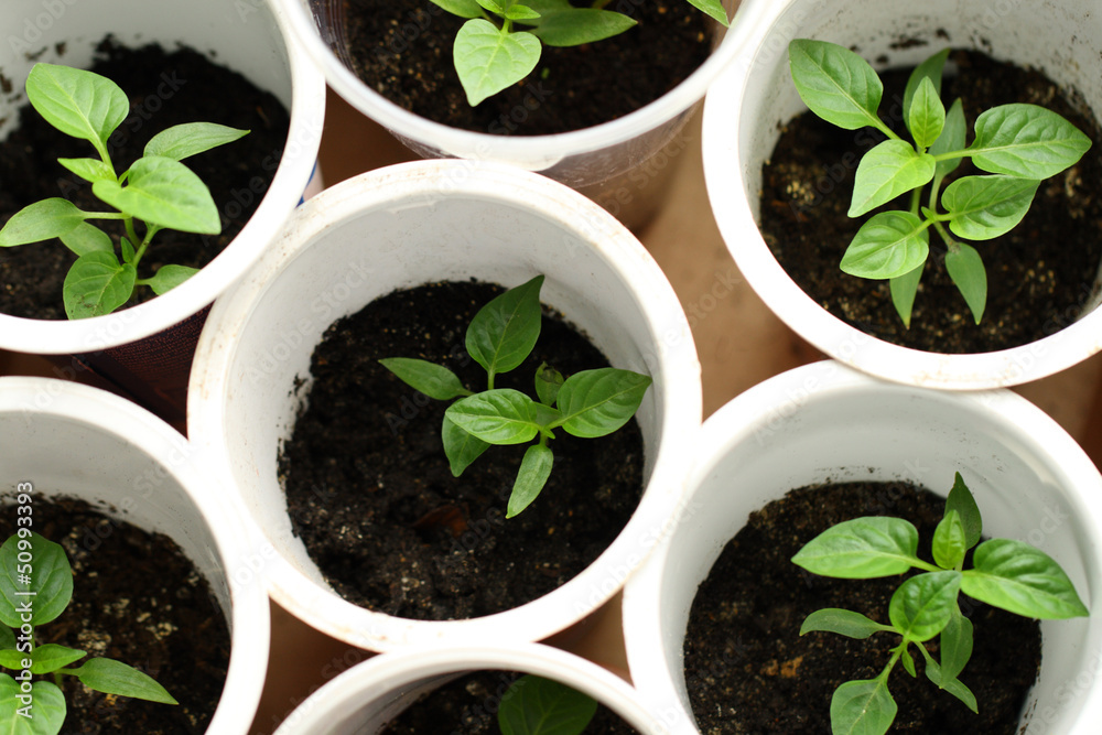 Green seedling growing out of soil