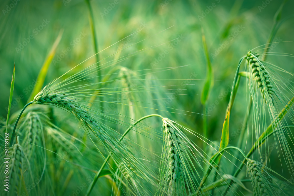 Beautiful crop field