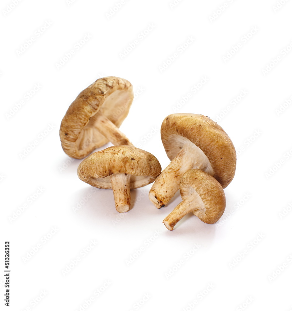 fresh mushroom champignon isolated on white background