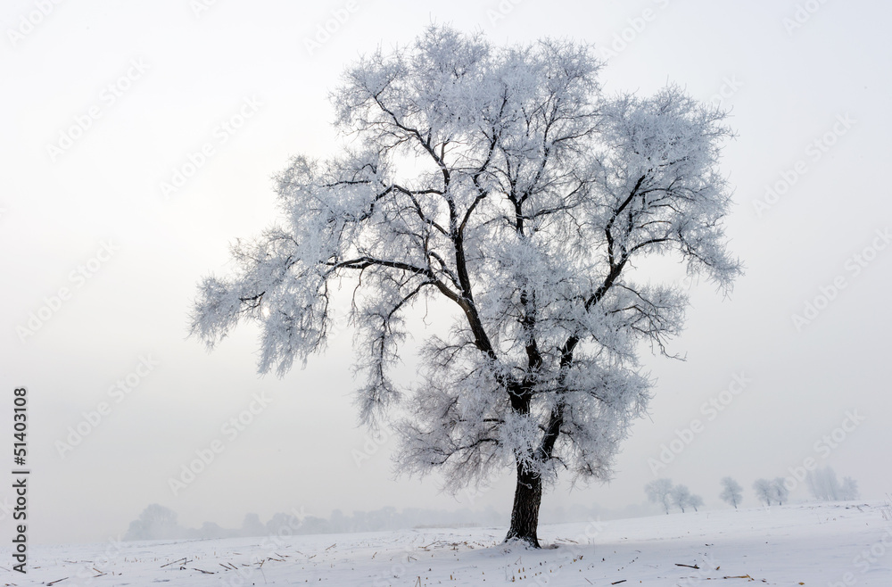 霜中树木，雪中景观