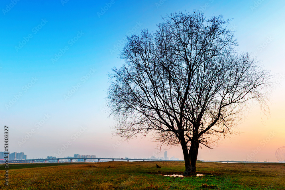 tree silhouette at sunset