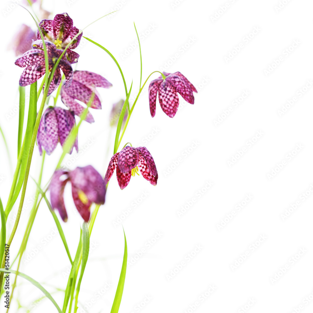 Beautiful flowers over white