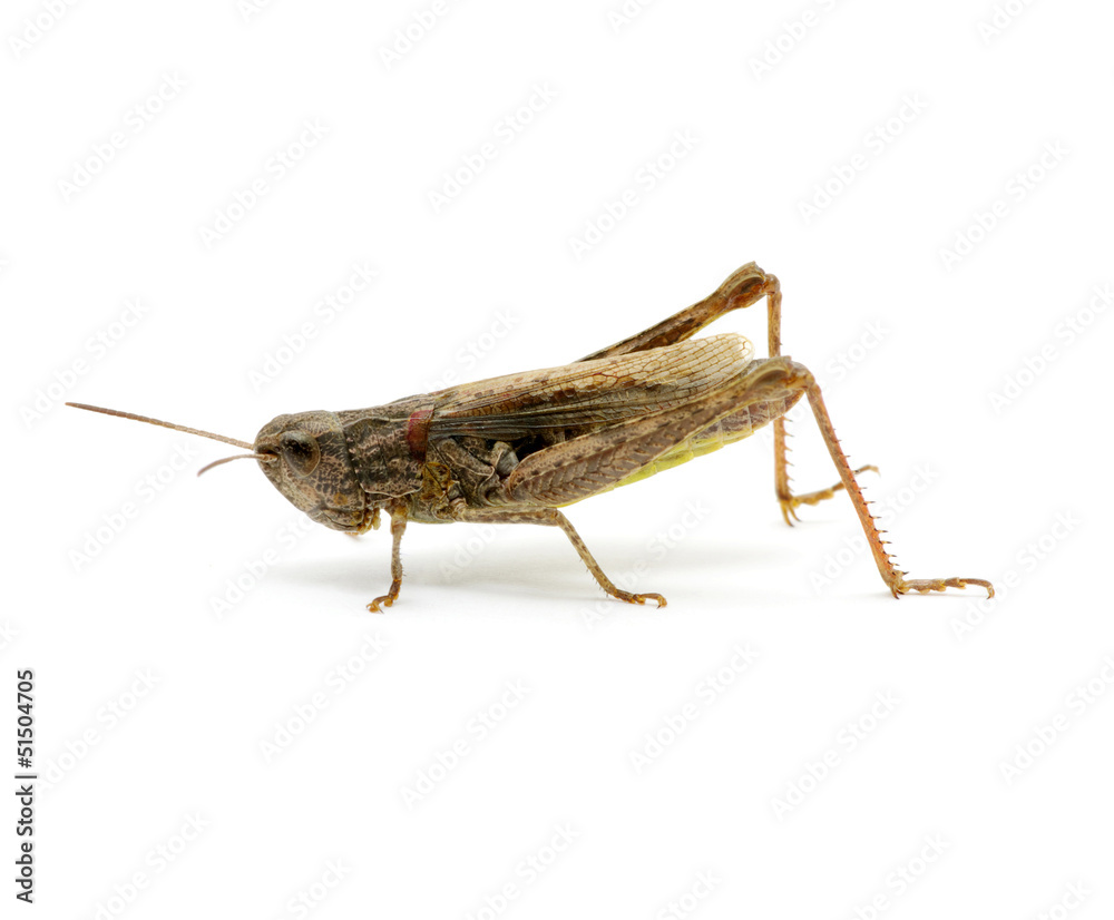 grasshopper