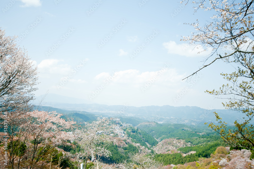 吉野山の桜