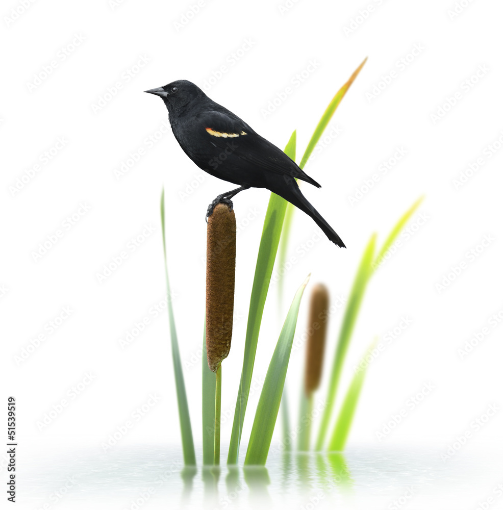 Red Winged Black Bird