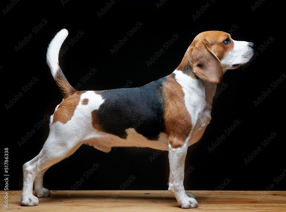 Beagle dog on black background