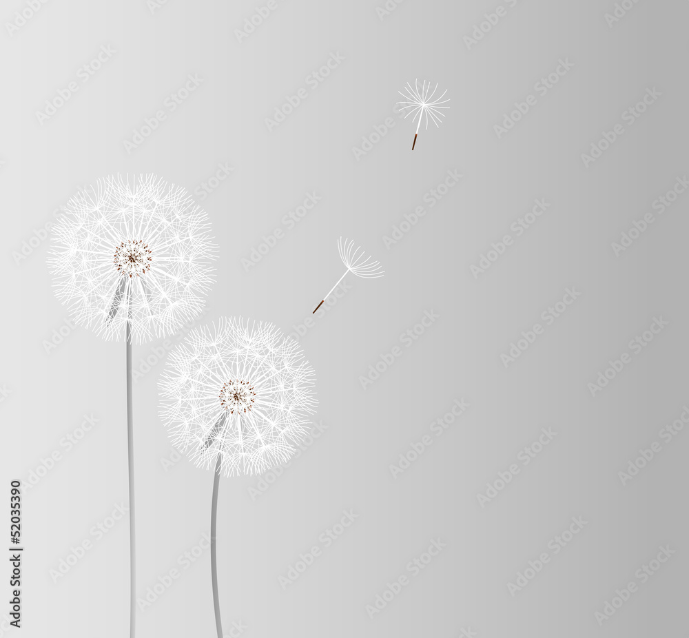 abstract dandelion background vector illustration