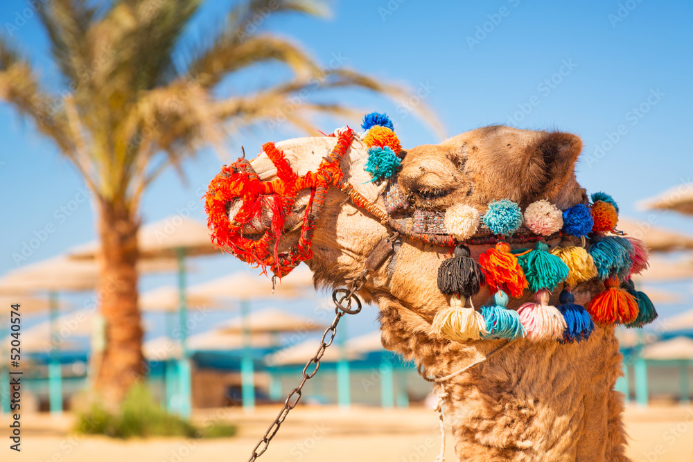 Camel resting in shadow on the beach of Hurghada, Egypt