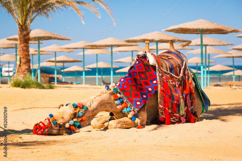 Camel resting in shadow on the beach of Hurghada, Egypt