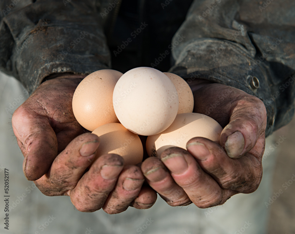 Farmer holding organic eggs