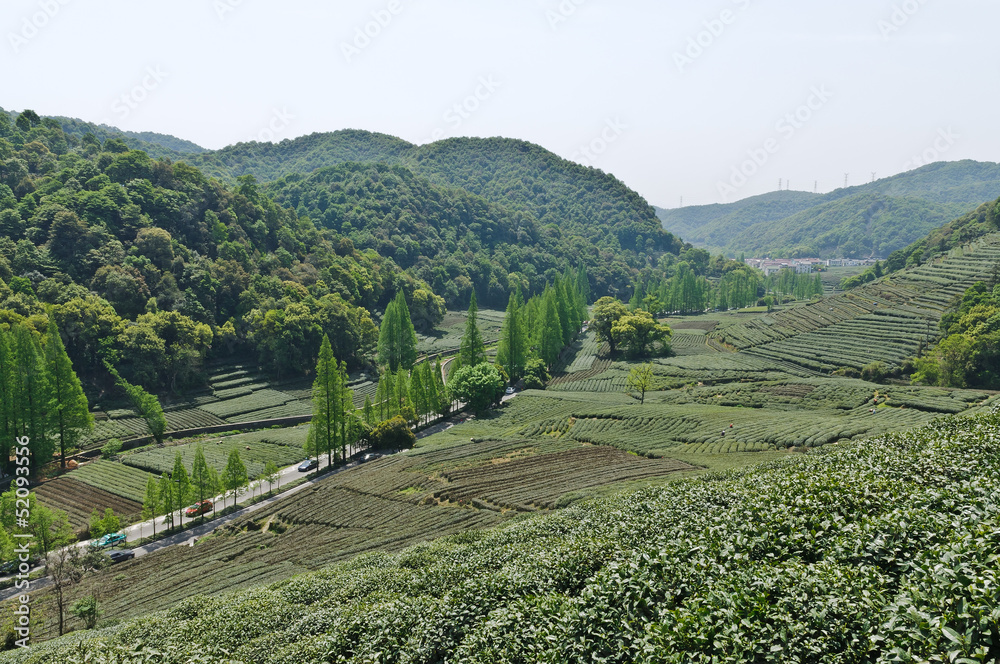 高山茶园