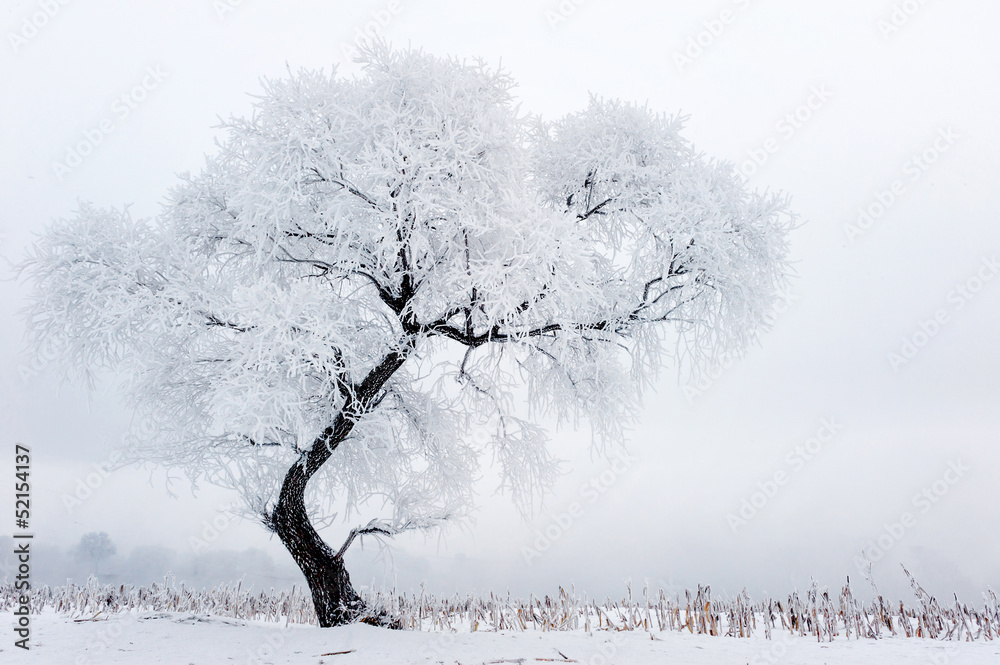 霜冻中的树木和蓝天下的雪地景观。