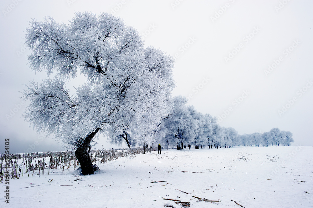 霜冻中的树木和蓝天下的雪地景观。