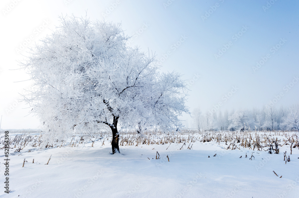 霜冻中的树木和蓝天下的雪地景观。