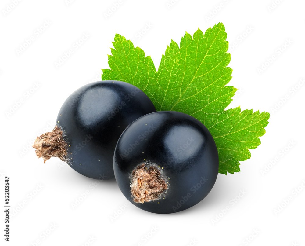 Isolated currants. Two black currant berries with leaf isolated on white background