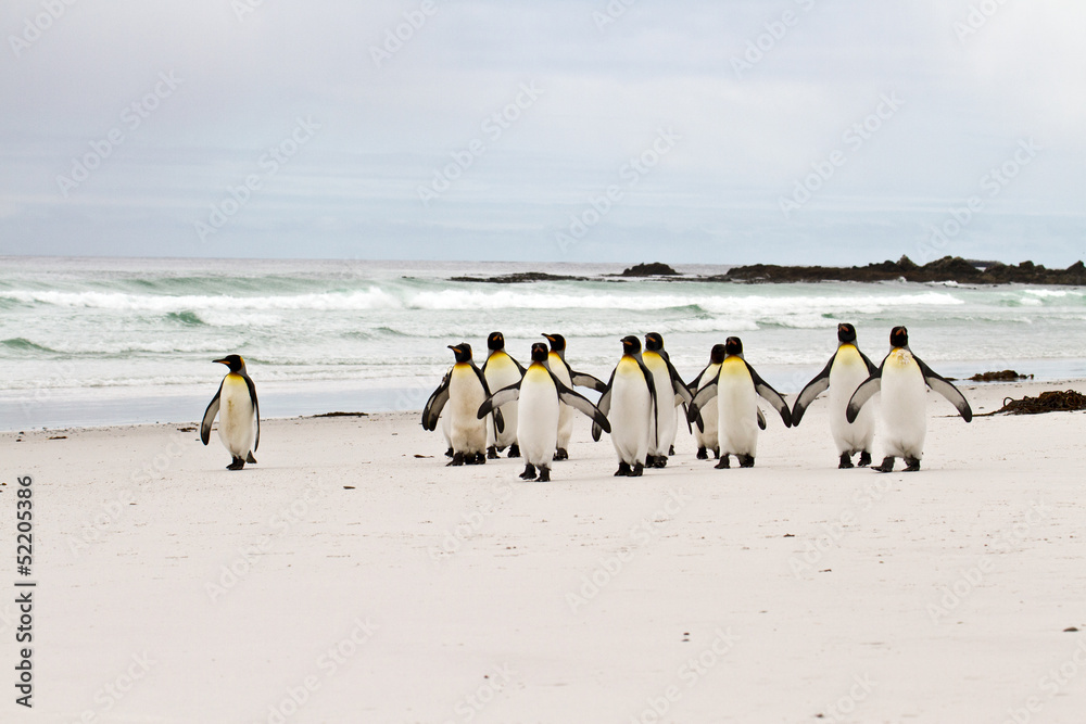 King penguins walking on the beach