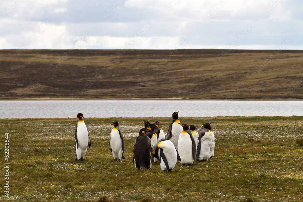 King Penguins