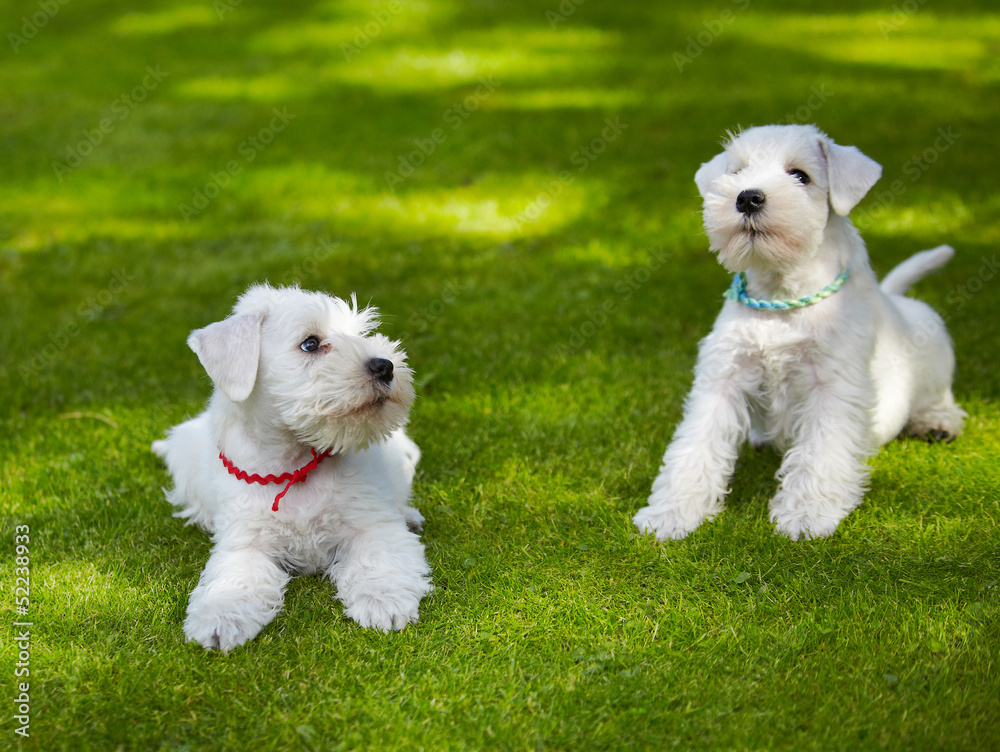 white miniature schnauzer puppy