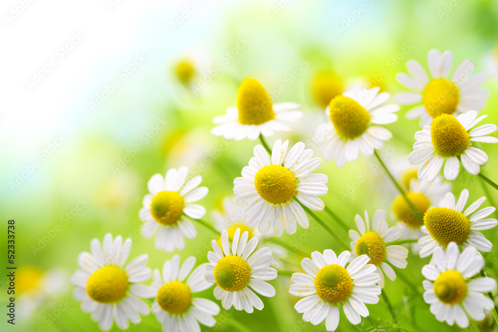 Field of chamomile flowers in the nature