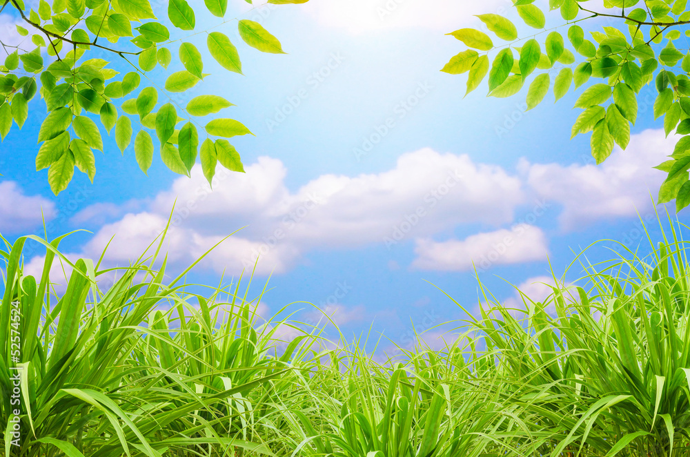 green grass and blue sky and green leaf