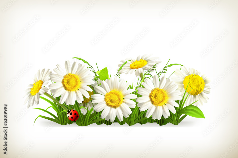 Daisies in grass