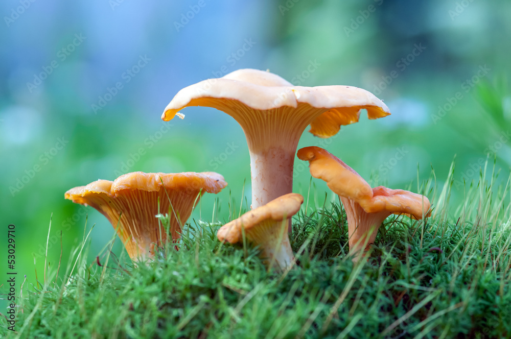 chanterelle