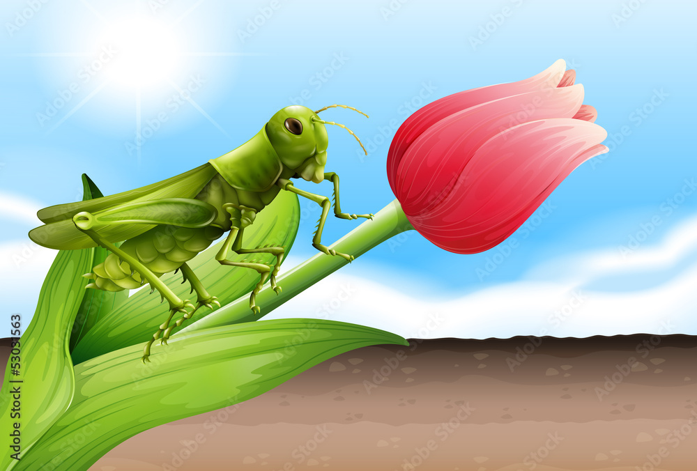 A grasshopper and the flower bud