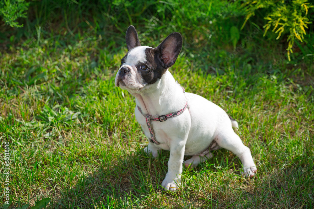 French bulldog puppy on the grass