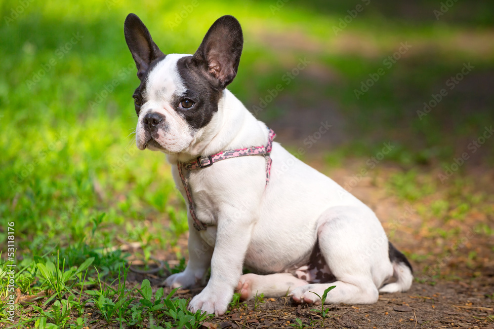 French bulldog puppy on the grass