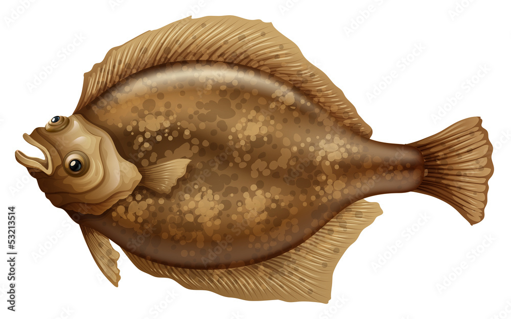 Psettodes Erumei Flounder