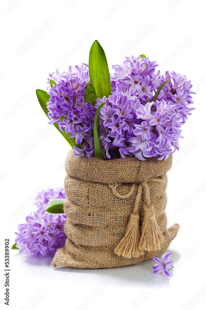 Beautiful Hyacinths