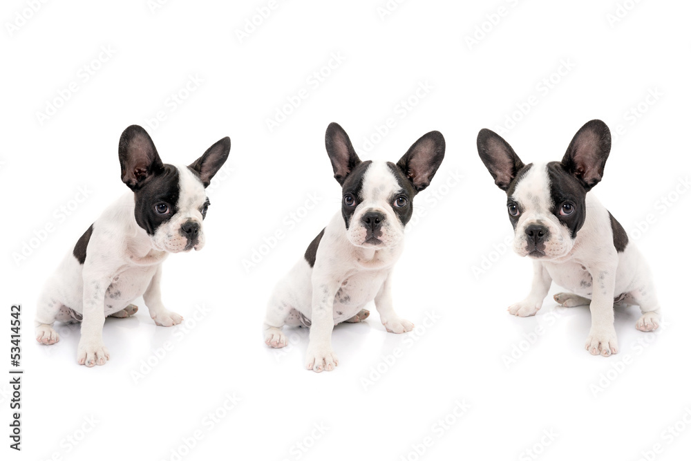 French bulldog puppies over white background