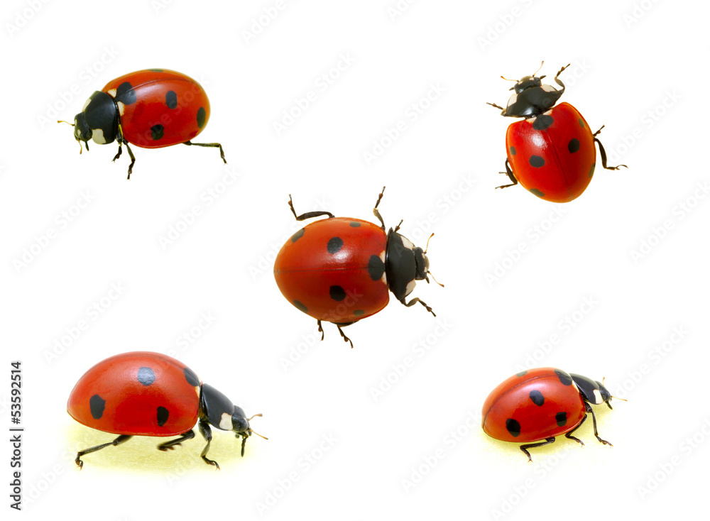 Collection of ladybugs