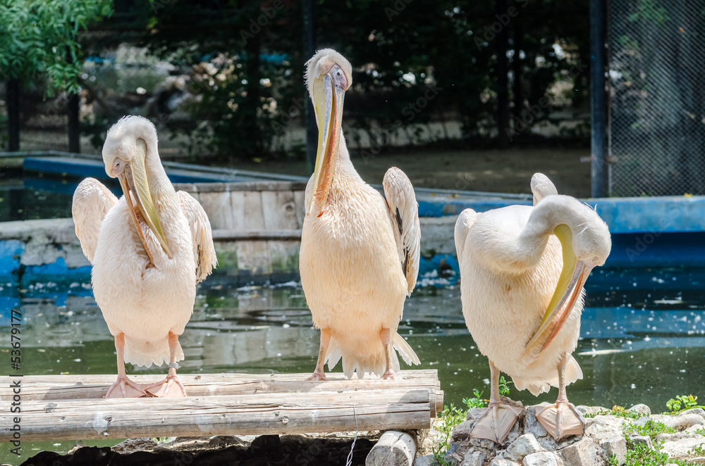 Pelicans Cleaning