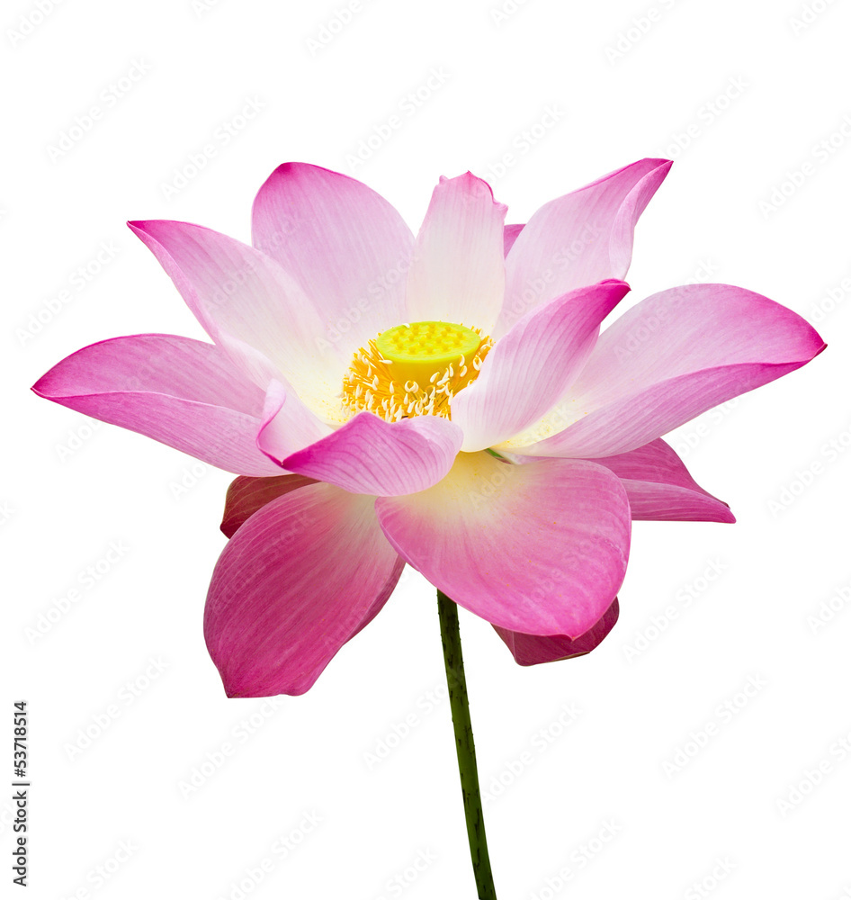 Pink lotus flower with young seed