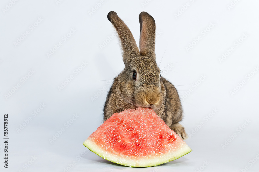 Eat watermelon to rabbit