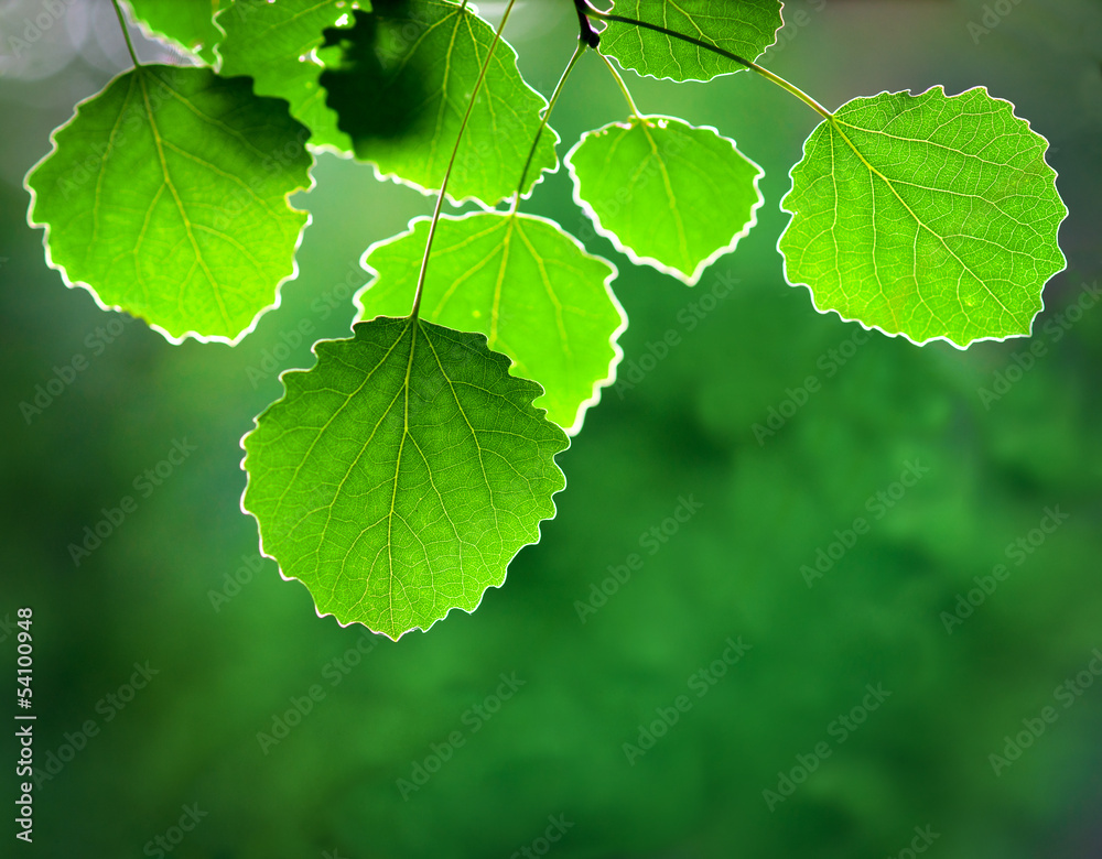 aspen leaves