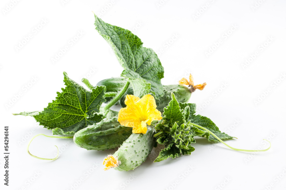 Cucumbers with leaves on white background