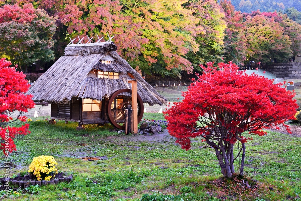 日本的小屋和落叶