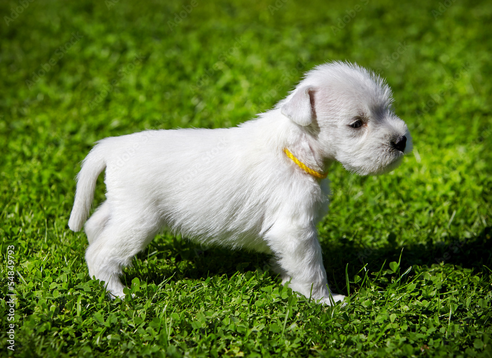 white schnauzer puppy