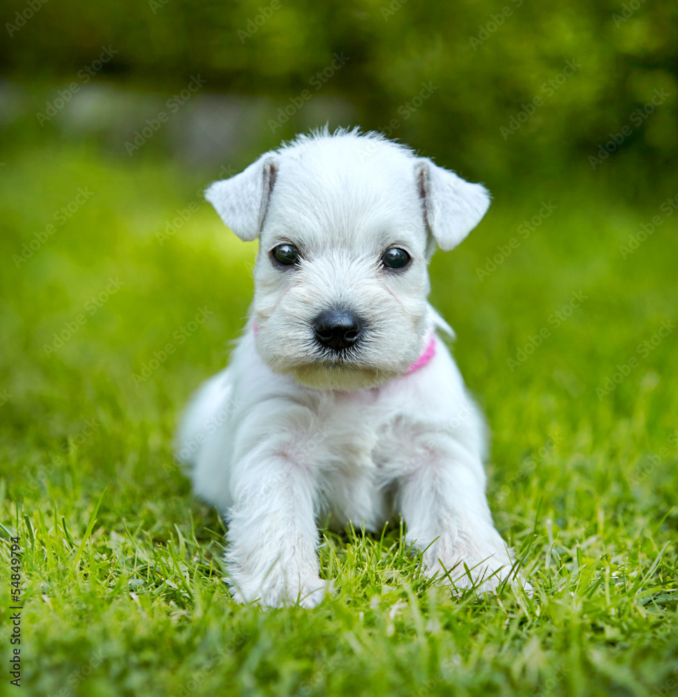 白色雪纳瑞幼犬