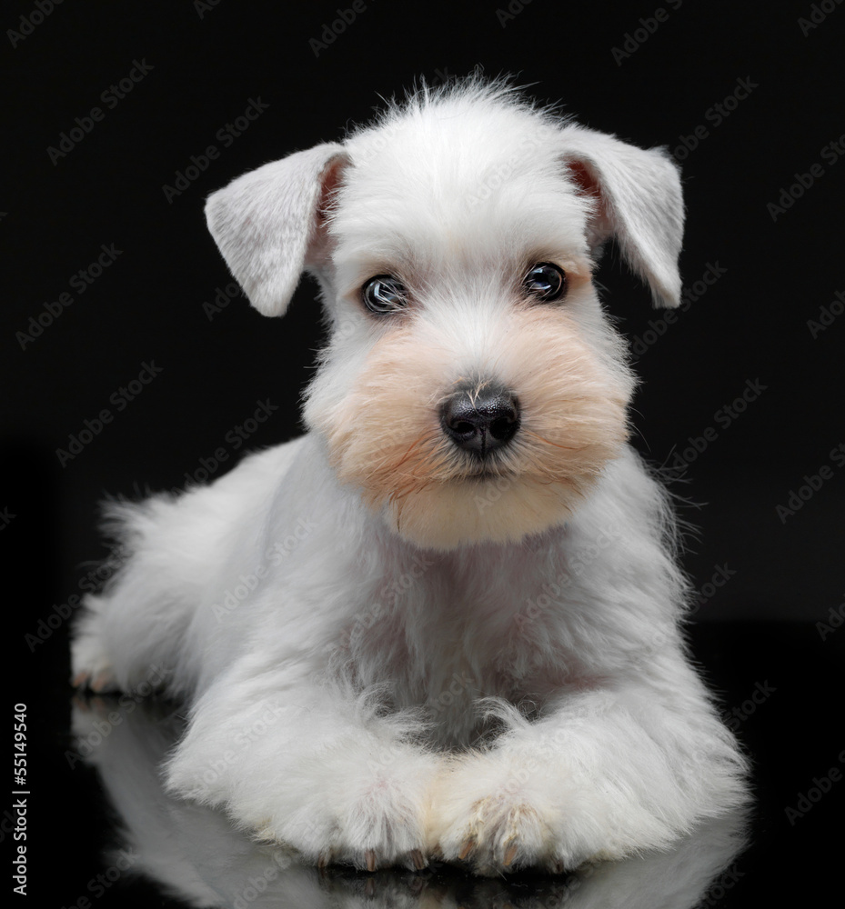 白色迷你雪纳瑞幼犬