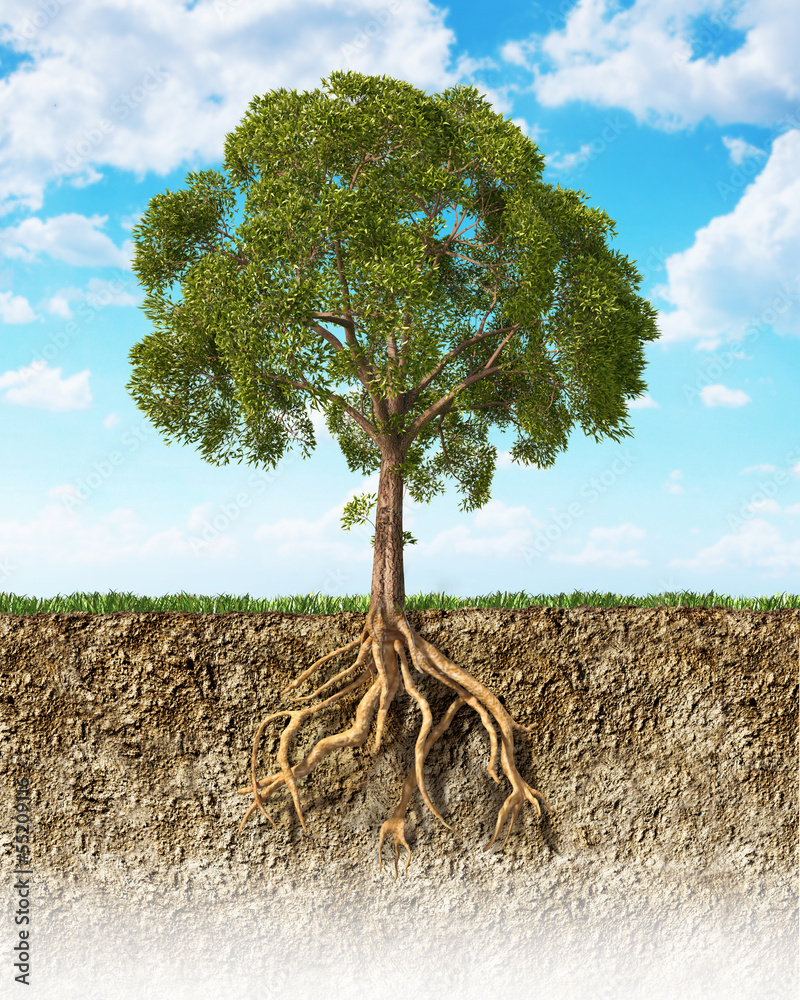 Cross section of soil showing a tree with its roots.