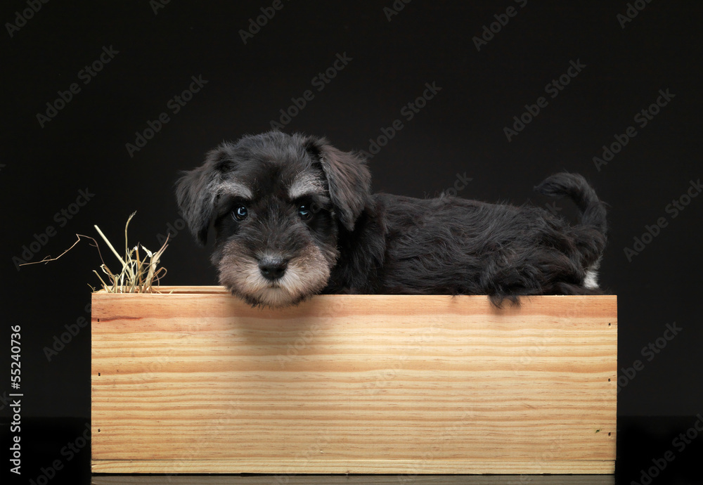 银色迷你雪纳瑞幼犬