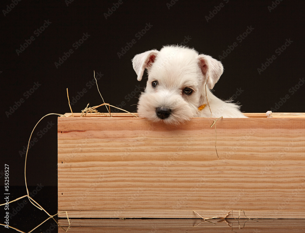 迷你雪纳瑞幼犬